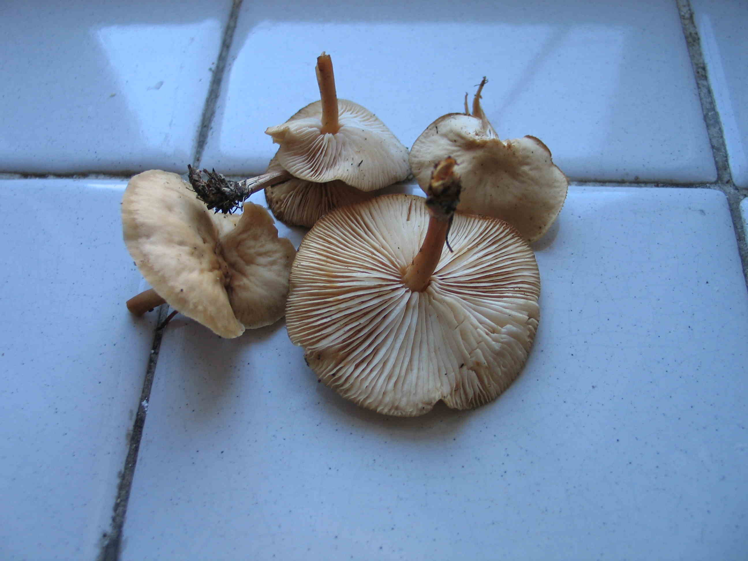 ricorda M. Oreades (cfr. Gymnopus sp.)